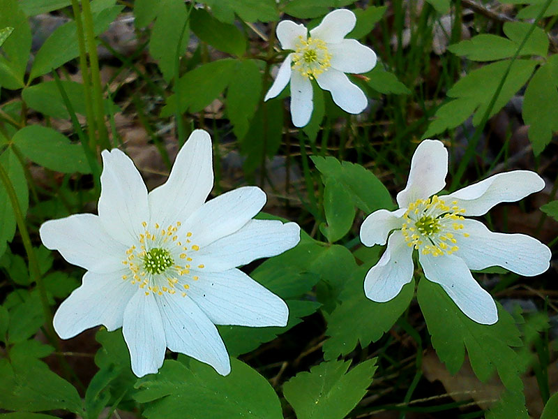 Vitsippa, Anemone nemorosa