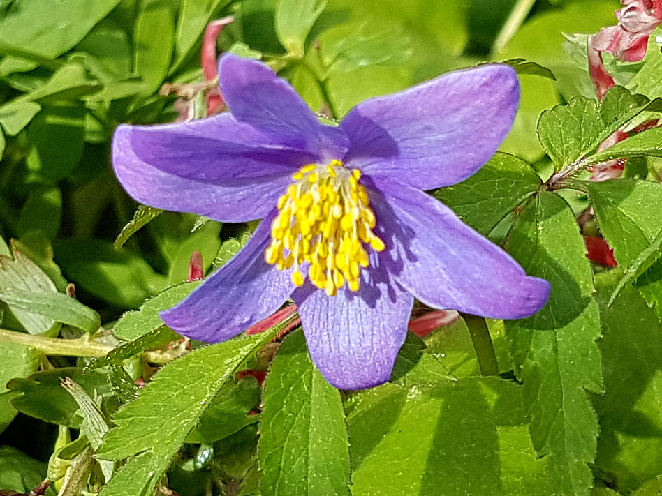 Blåblommande vitsippa 'Blue Bonnet'