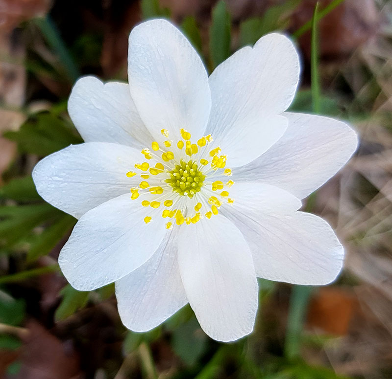 Vitsippa - blomma med ståndare och pistill