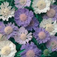 Höstvädd SCABIOUS Border Mixed-Frö till Höstvädd