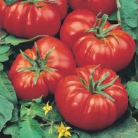 Tomat ’Marmande’