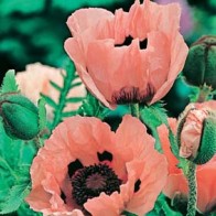 Jättevallmo POPPY Oriental Princess Victoria Louise-Frö till Jättevallmo