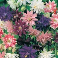 Akleja AQUILEGIA Nora Barlow Mixed-Frö till Akleja