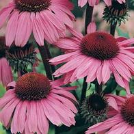 Rudbeckia ECHINACEA Bravado-Frö till Rudbeckia