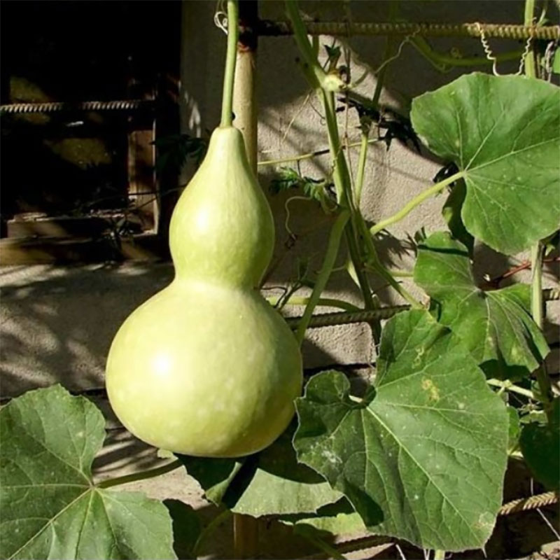 Frö till Flaskkurbits 'Birdhouse Bottle Gourd' Wexthuset