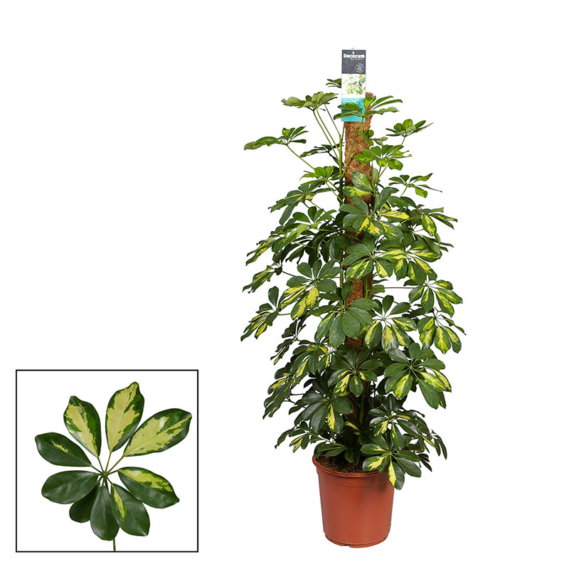 Krukväxt Paraplyaralia, Schefflera arboricola 'Gold Capella' | Wexthuset