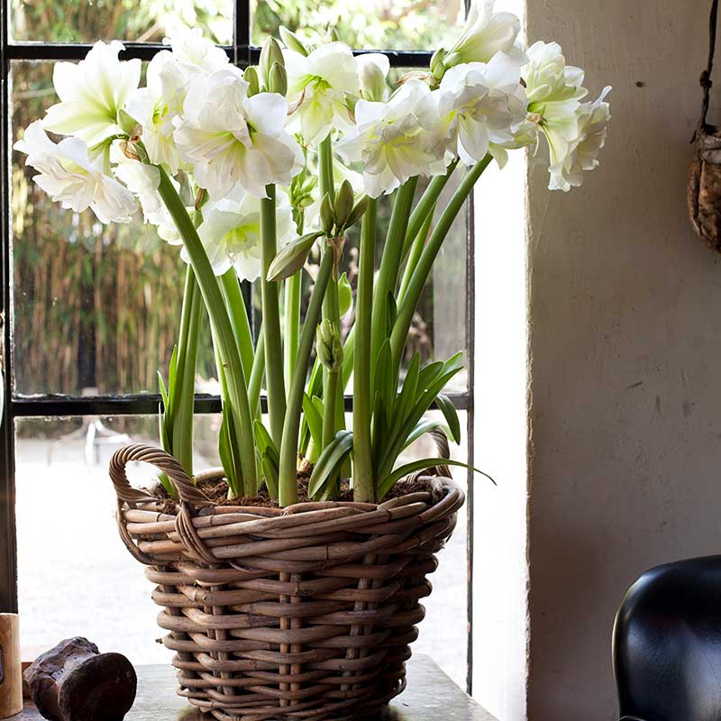 Amaryllis 'Alfresco'