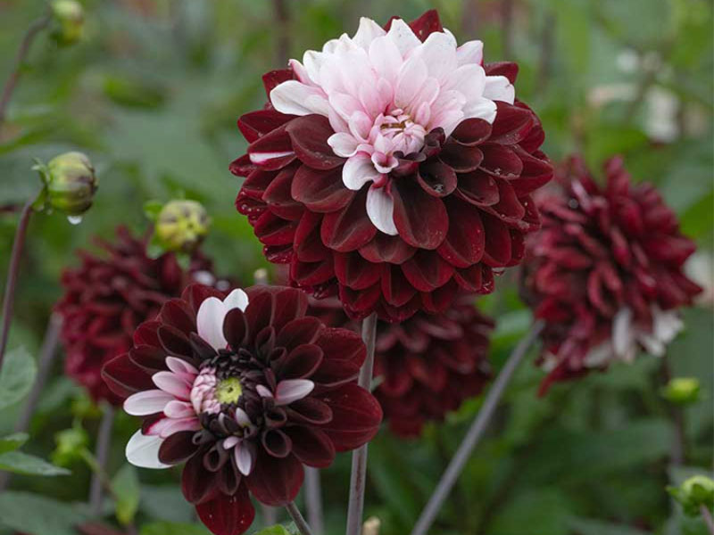 Dahlior 2026 - Wexthuset