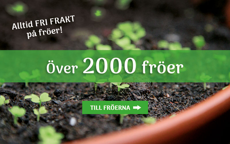Guide till problem vid tomatodling | Wexthuset Guide till problem vid tomatodling | Wexthuset