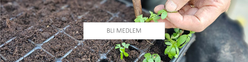 Bli medlem