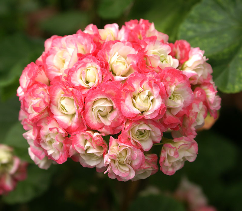 Rosenknoppspelargonium Appleblossom ROsebud