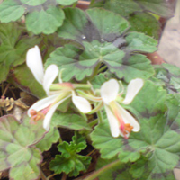 vildpelargon, vildart, vildpelargonfrö, frö pelargonfrö, pelargonium