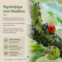 Nyckelpiga med två prickar - mot bladlöss