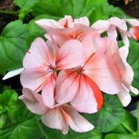 Äggskalsblommande pelargon 'Helena'