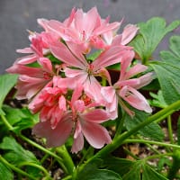 Fingerpelargon Dream Lover