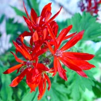 FIngerpelargon 'Red Witch'