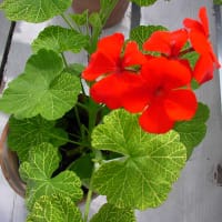 zonalpelargon wantirna