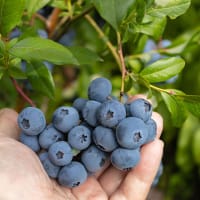 Amerikanskt blåbär ALFRED® E ('Cosmopolitan')