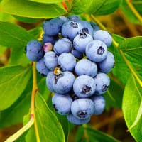 Amerikanskt blåbär 'Pelle' E-planta