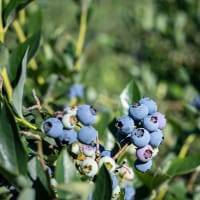 Amerikanskt blåbär 'Reka'