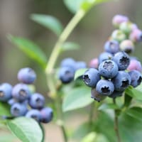 Amerikanskt blåbär 'Reka'