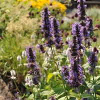 Anisisop 'Black Adder'