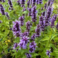 Anisisop 'Black Adder'