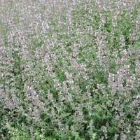 Bergnepeta 'Amelia'