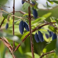 Blåbärstry 'Aurora'