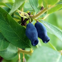 Blåbärstry 'Duet'