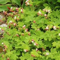 Flocknäva 'Spessart'