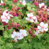 Flocknäva 'Spessart'