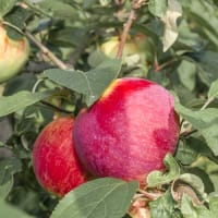Äpple 'Birgit Bonnier' E-planta