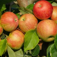 Äpple 'Fredrik' E-planta