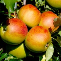 Äpple 'Höstdessert' E-planta
