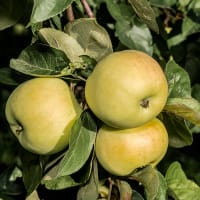Äpple 'Oranie' E-planta