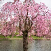Japanskt tårkörsbär 'Beni-shidare'