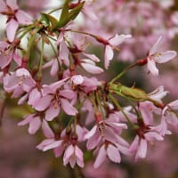 Japanskt tårkörsbär 'Beni-shidare'