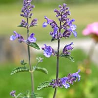 Kantnepeta 'Purrsian Blue'PBR,