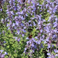 Kantnepeta 'Purrsian Blue'PBR,