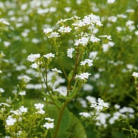 Kaukasisk förgätmigej 'Betty Bowring'