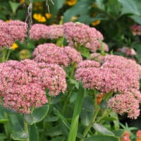 Kinesisk kärleksört 'Brilliant'