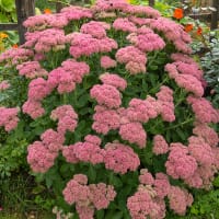 Kinesisk kärleksört 'Brilliant'