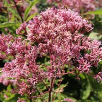 Fläckflockel 'Atropurpureum'