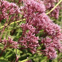 Fläckflockel 'Atropurpureum'
