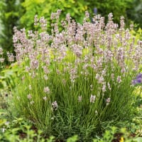Lavendel 'Rosea'
