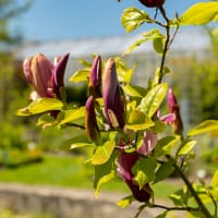 Liljemagnolia 'Nigra'