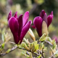 Liljemagnolia 'Nigra'