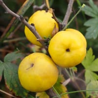 Liten rosenkvitten BALSGÅRD RONDO®,