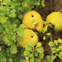 Liten rosenkvitten BALSGÅRD RONDO®,